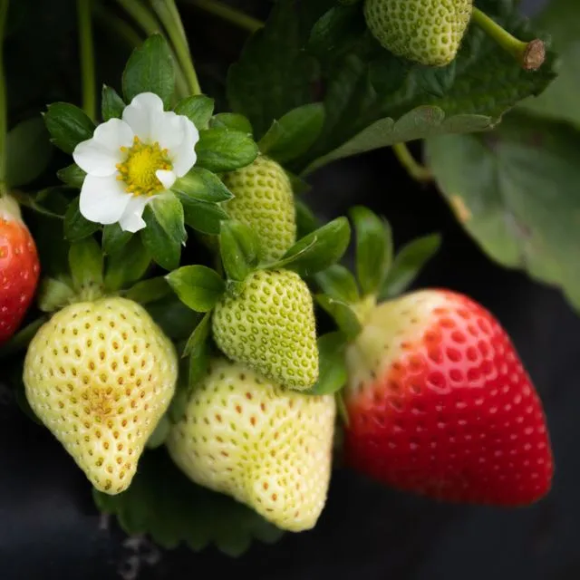 thumbnail for publication: Presence of a Non-Pest Mite Tarsonemus confusus Ewing (Acari: Tarsonemidae), in Florida Strawberry Fields